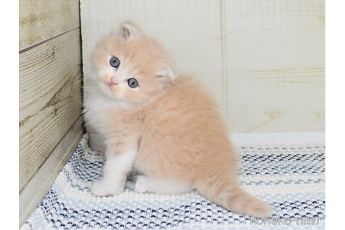 成約済の愛知県のスコティッシュフォールド(折れ耳)-91937の4枚目